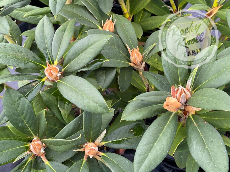 Thor plant from Rocky Knoll Farm