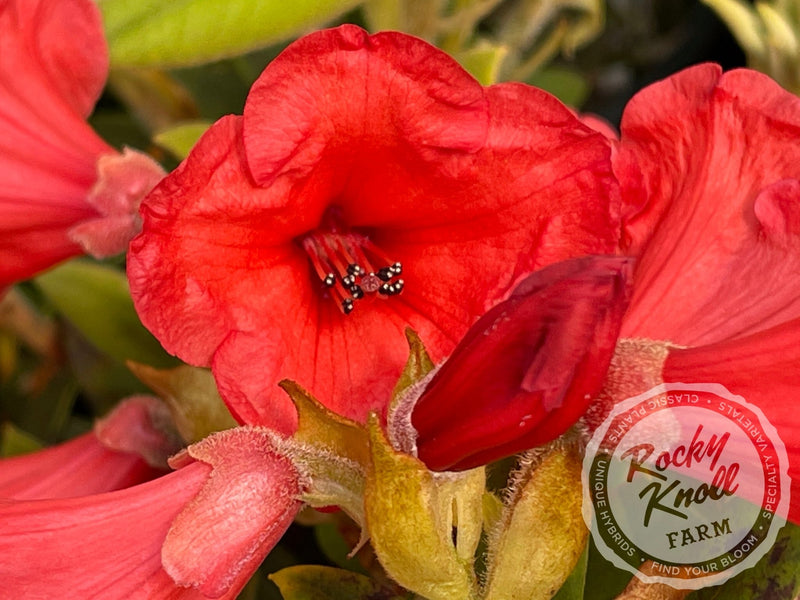 Thor plant from Rocky Knoll Farm