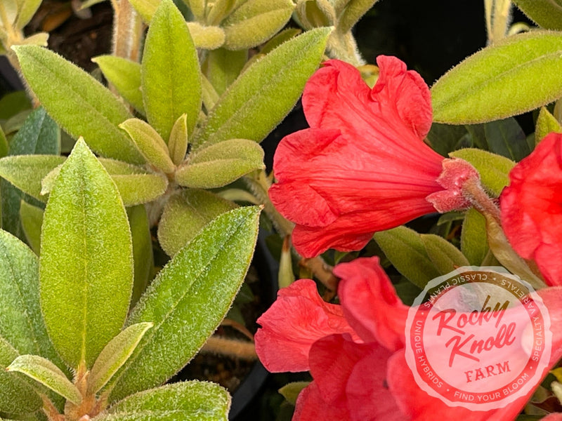 Thor plant from Rocky Knoll Farm