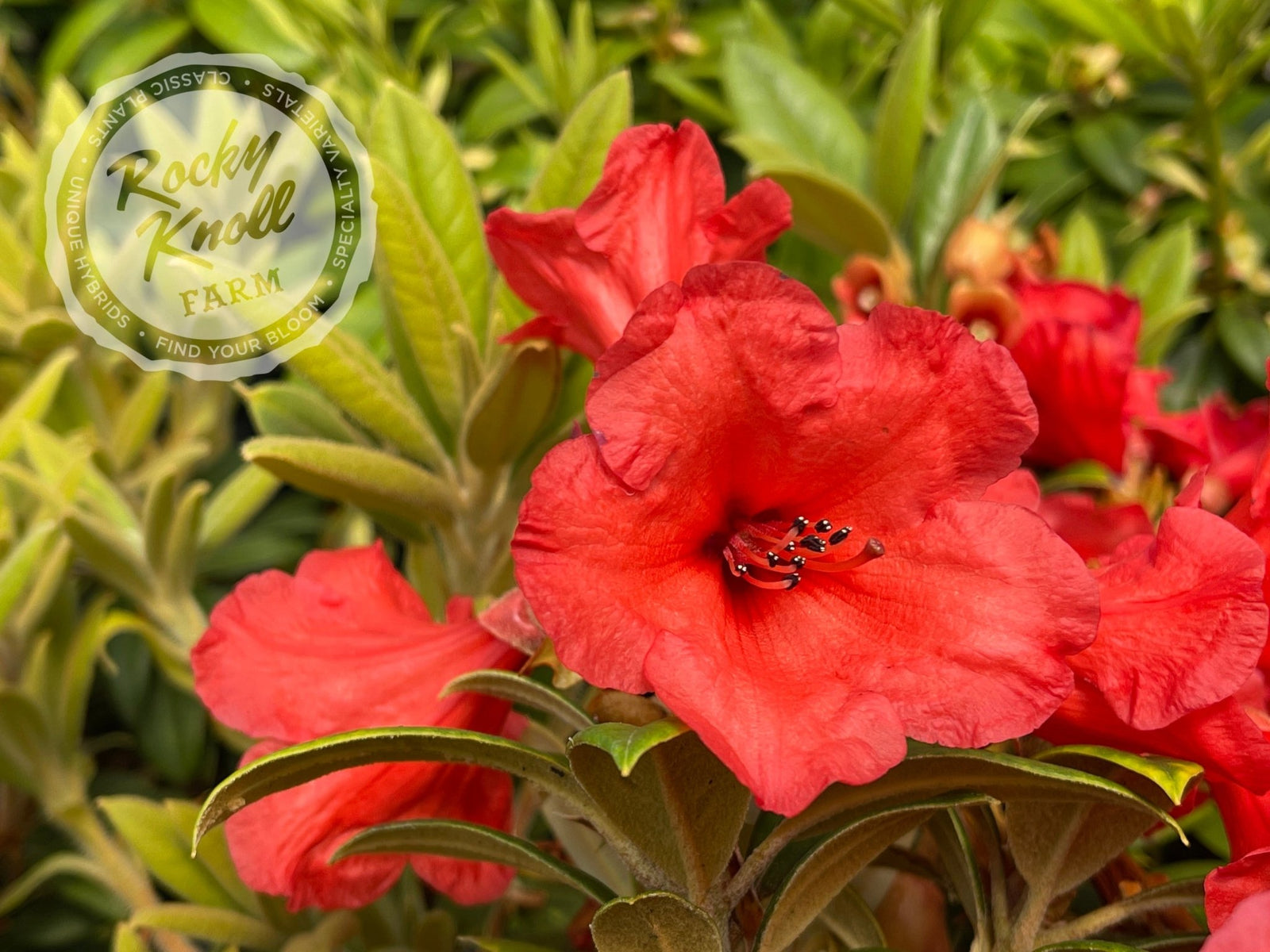 Thor - Rocky Knoll Farm