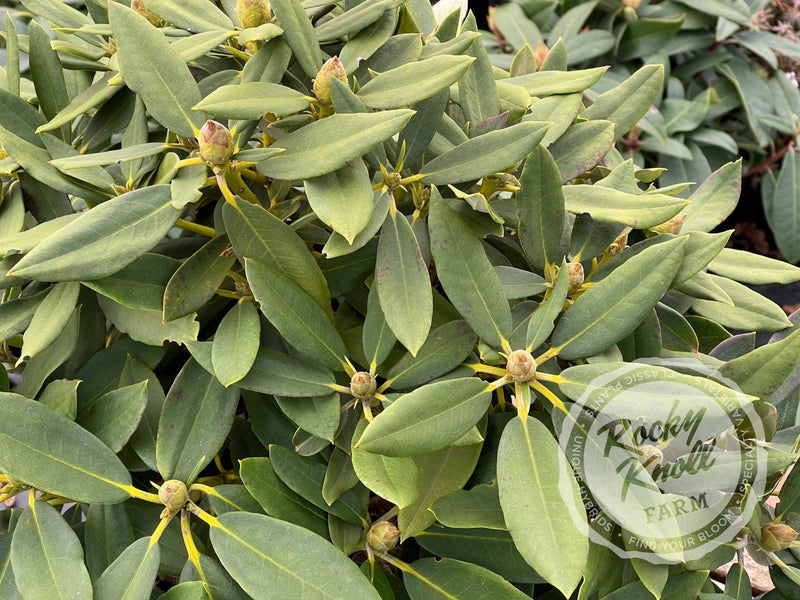 Tina Heinje plant from Rocky Knoll Farm