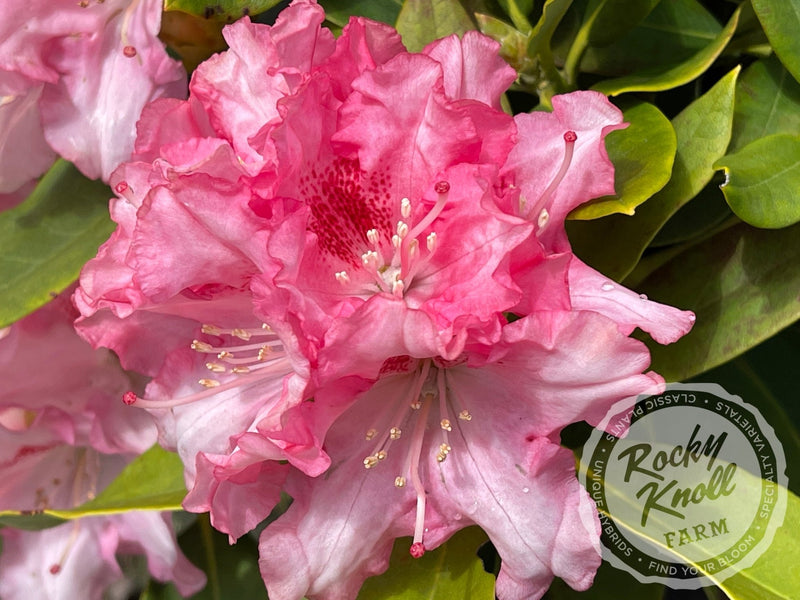 Tina Heinje plant from Rocky Knoll Farm