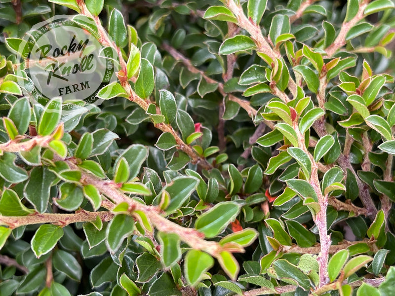 Tom Thumb Cranberry Cotoneaster plant from Rocky Knoll Farm