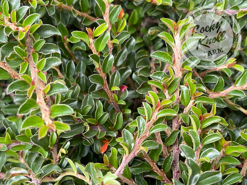 Tom Thumb Cranberry Cotoneaster plant from Rocky Knoll Farm