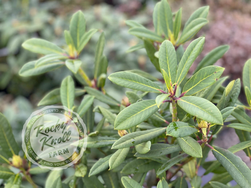 Tortoiseshell Wonder plant from Rocky Knoll Farm