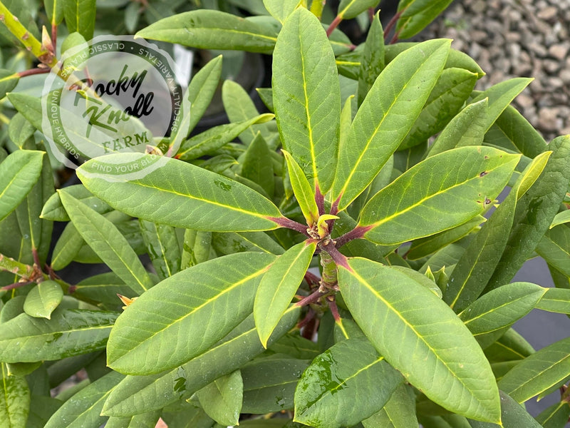 Tortoiseshell Wonder plant from Rocky Knoll Farm