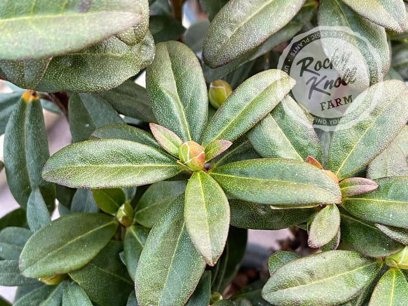 Tow Head plant from Rocky Knoll Farm