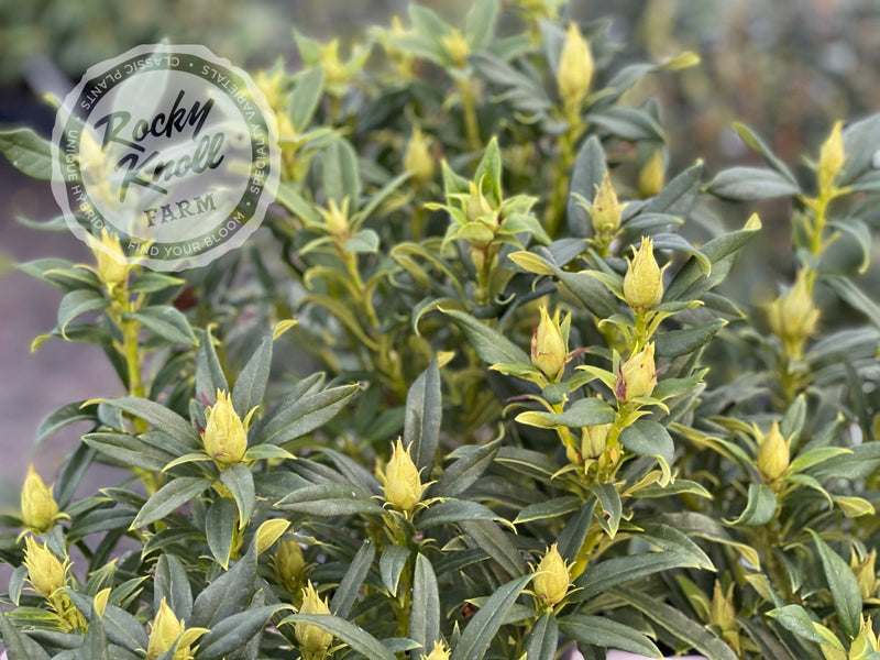 Tressa McMurry plant from Rocky Knoll Farm