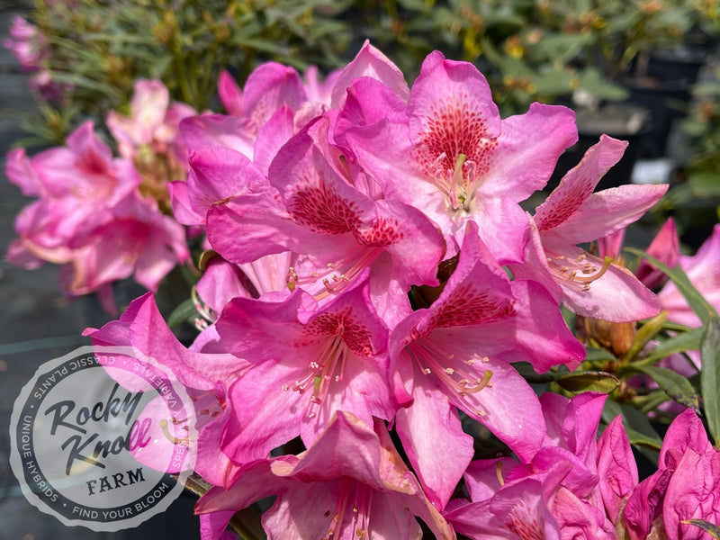Tressa McMurry plant from Rocky Knoll Farm