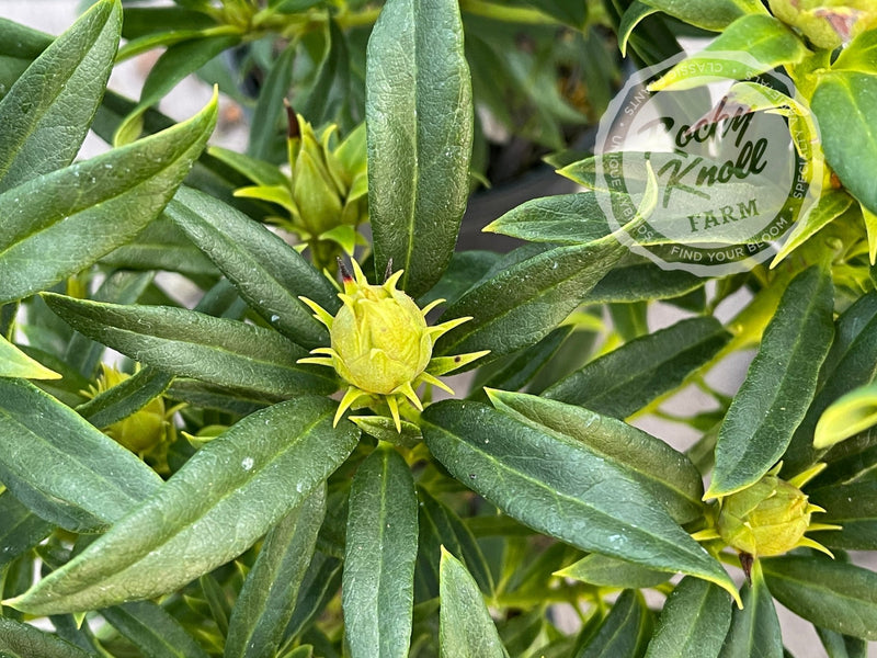Tressa McMurry plant from Rocky Knoll Farm