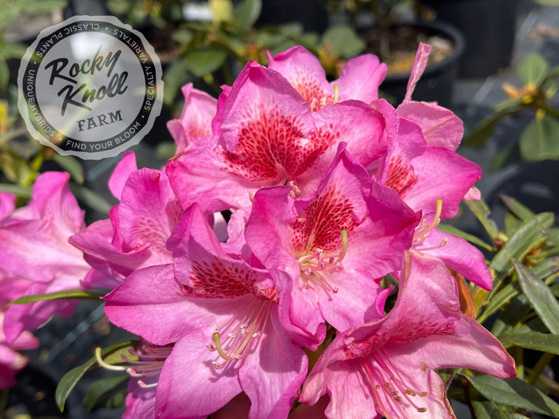 Tressa McMurry plant from Rocky Knoll Farm
