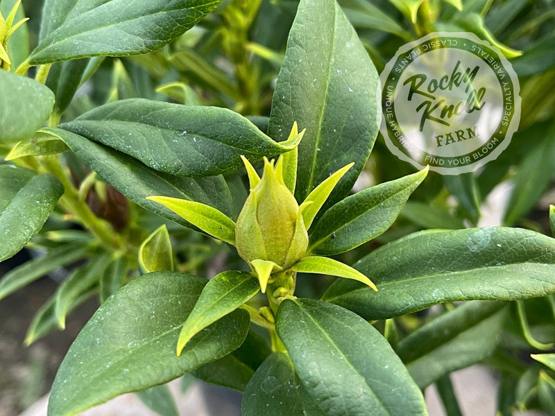 Tressa McMurry plant from Rocky Knoll Farm