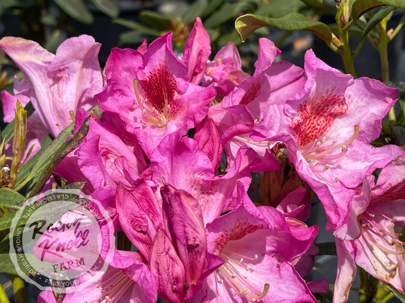 Tressa McMurry plant from Rocky Knoll Farm