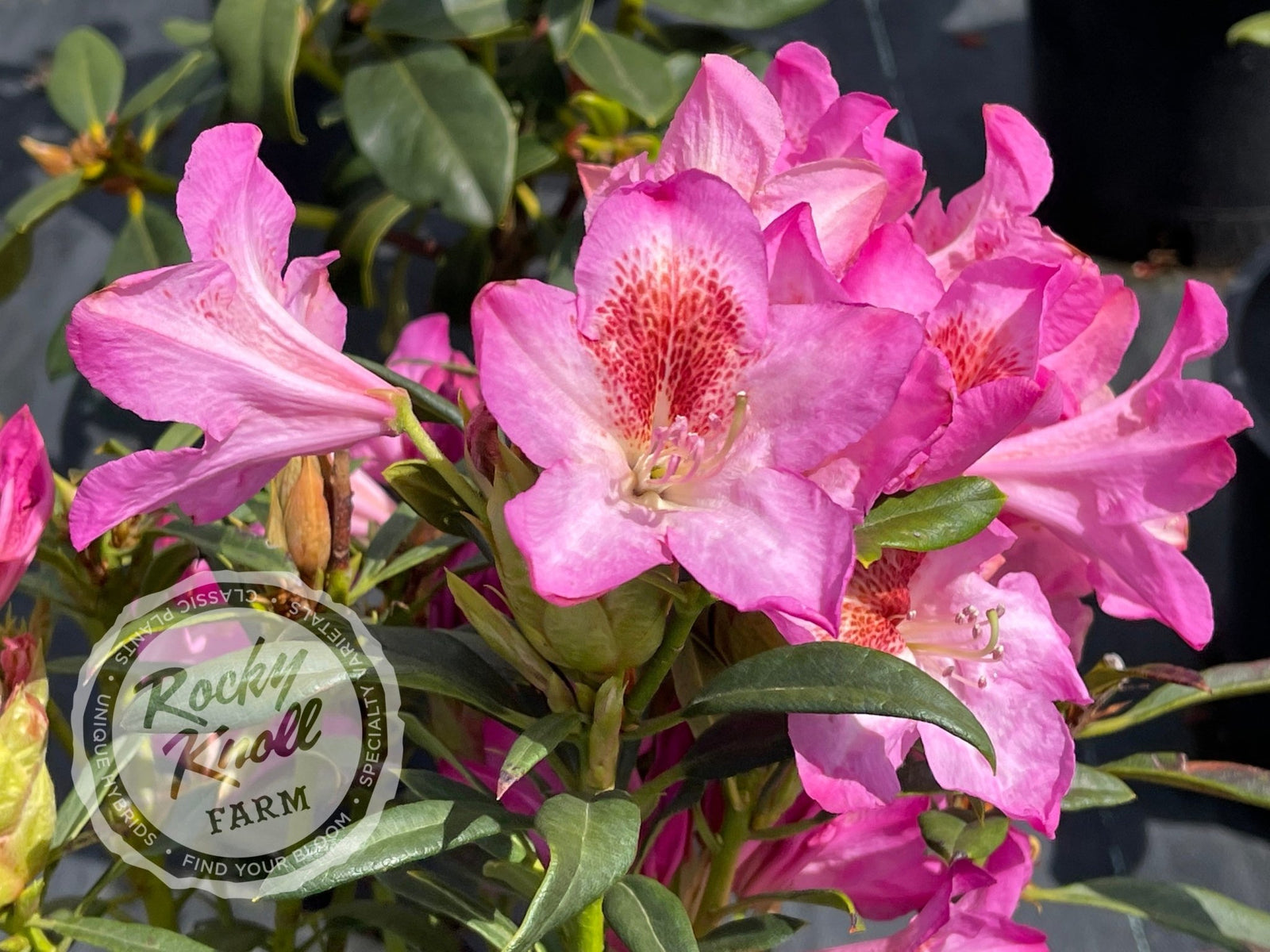 Tressa McMurry - Rocky Knoll Farm