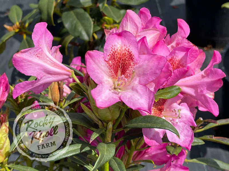 Tressa McMurry plant from Rocky Knoll Farm