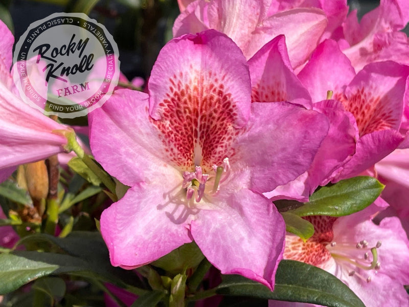 Tressa McMurry plant from Rocky Knoll Farm