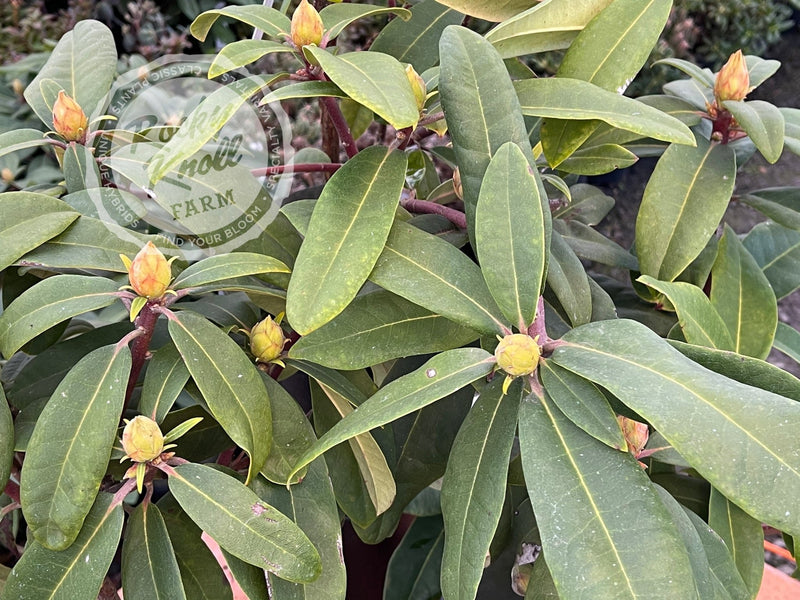 Trilby plant from Rocky Knoll Farm