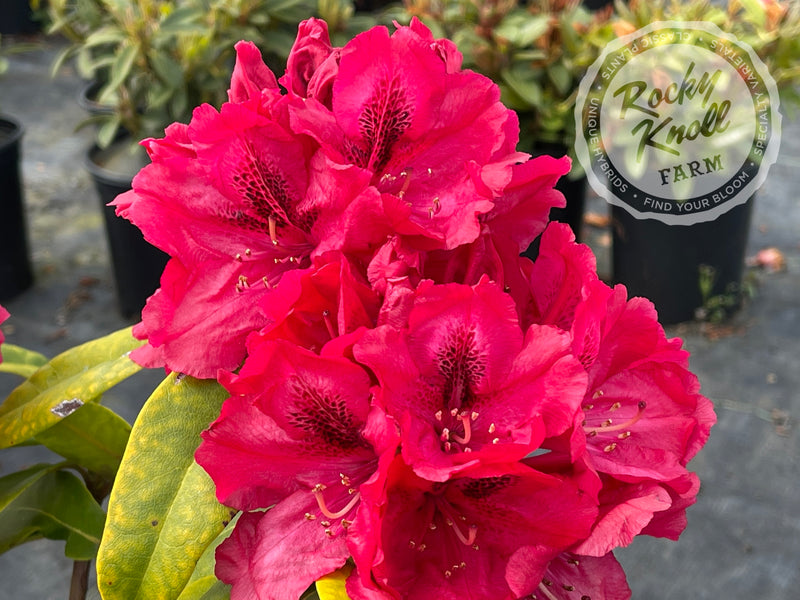 Trilby plant from Rocky Knoll Farm