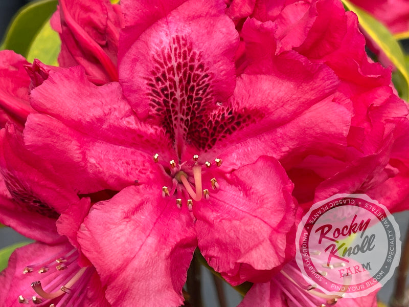 Trilby plant from Rocky Knoll Farm