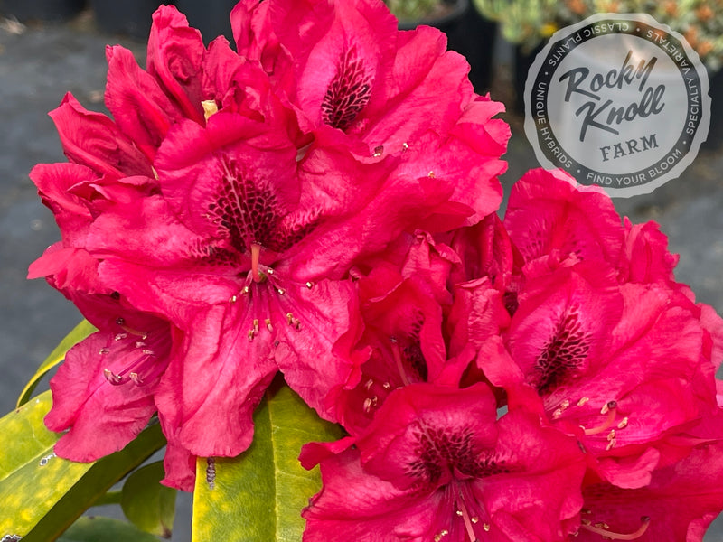 Trilby plant from Rocky Knoll Farm