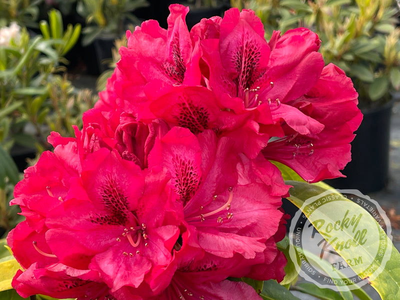 Trilby plant from Rocky Knoll Farm