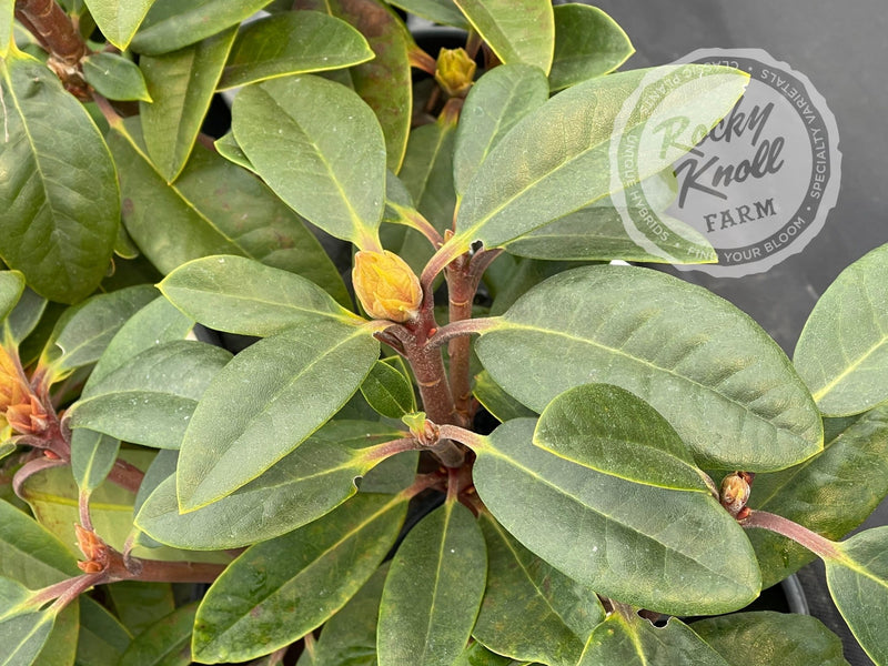 True Blue plant from Rocky Knoll Farm