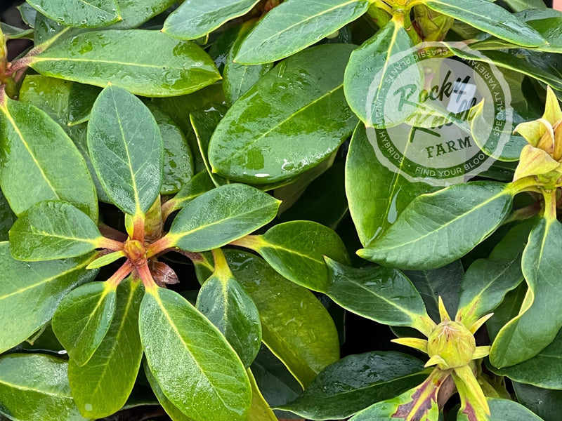 Unique plant from Rocky Knoll Farm