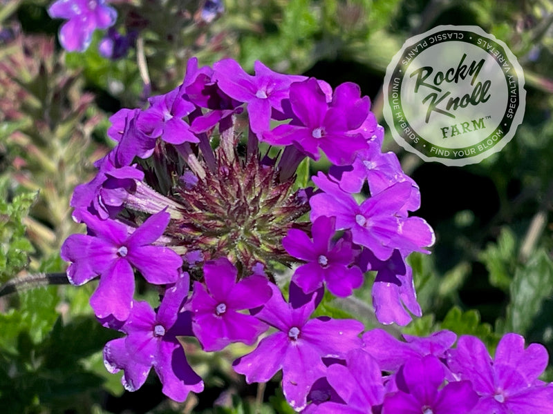 Verbena Homestead Purple plant from Rocky Knoll Farm