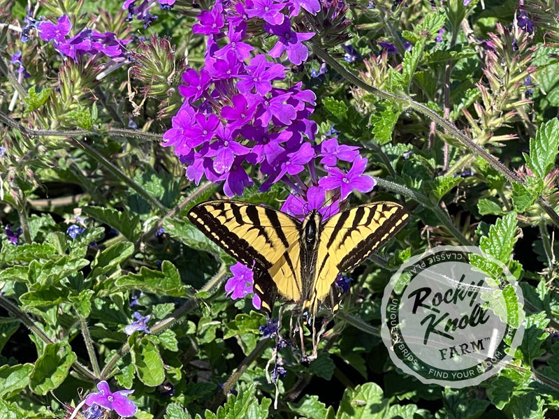 Verbena Homestead Purple plant from Rocky Knoll Farm