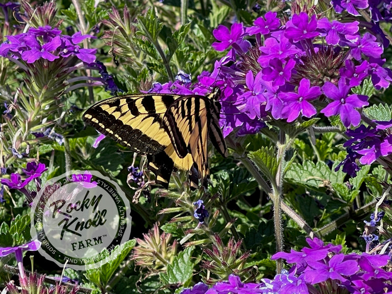 Verbena Homestead Purple plant from Rocky Knoll Farm