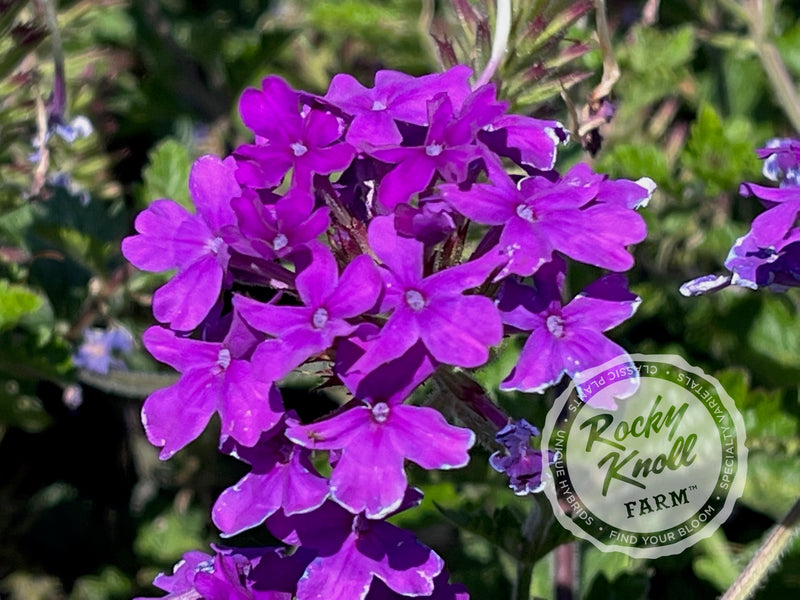 Verbena Homestead Purple plant from Rocky Knoll Farm