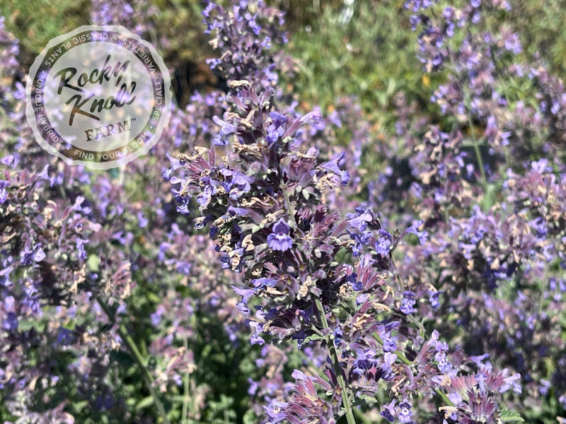 Nepeta Walker's Low Catmint plant from Rocky Knoll Farm