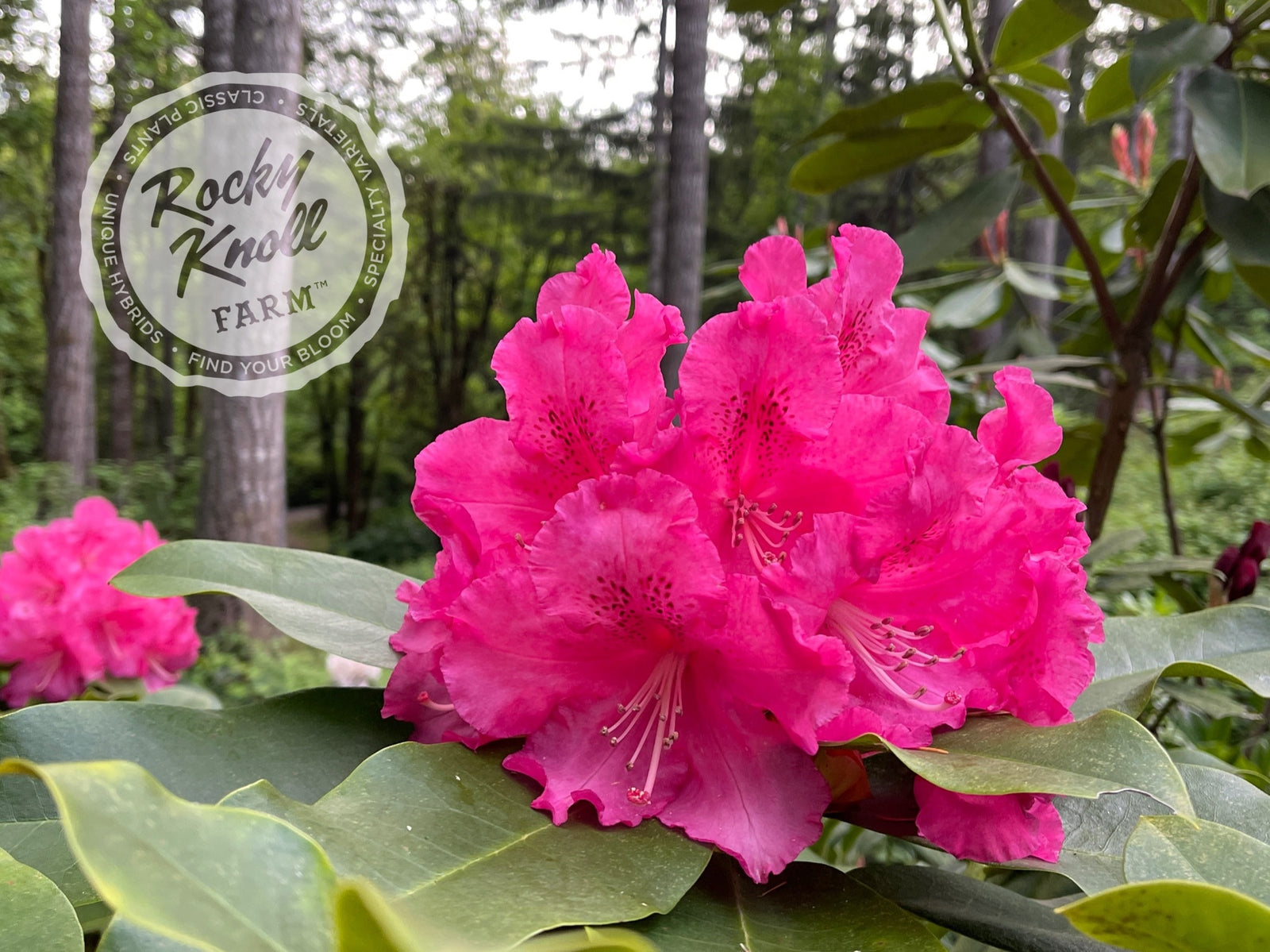 rore berry  Roseberry Roses - Florabundance Wholesale Flowers