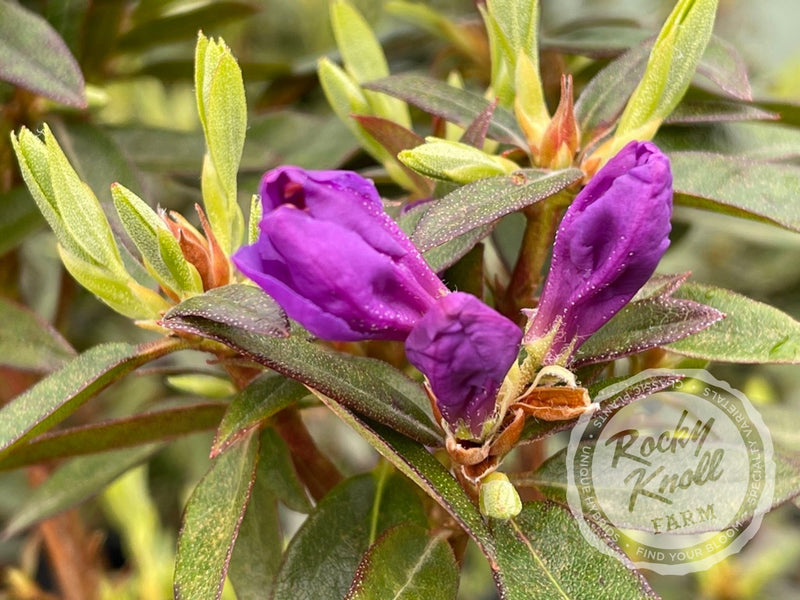 Vibrant Violet plant from Rocky Knoll Farm