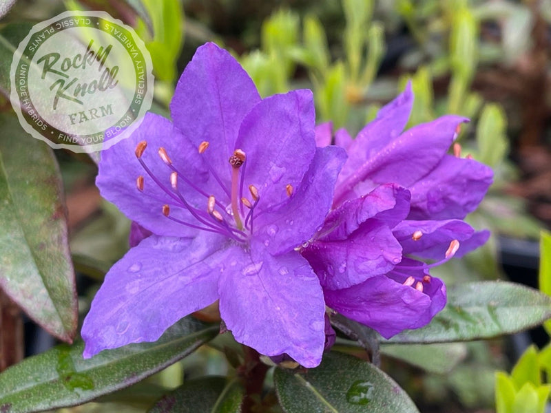 Vibrant Violet plant from Rocky Knoll Farm
