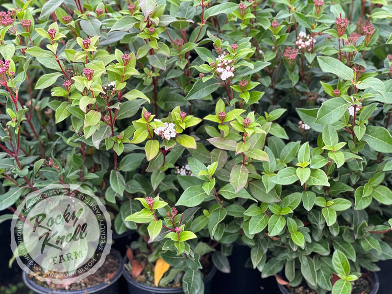 Viburnum tinus Spring Bouquet plant from Rocky Knoll Farm