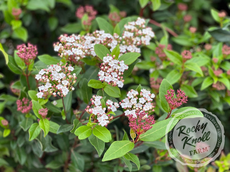 Viburnum tinus Spring Bouquet plant from Rocky Knoll Farm