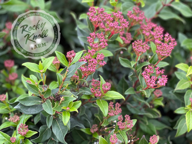 Viburnum tinus Spring Bouquet plant from Rocky Knoll Farm