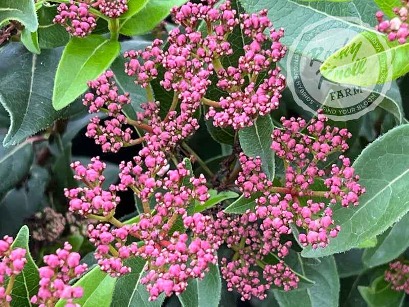 Viburnum tinus Spring Bouquet plant from Rocky Knoll Farm