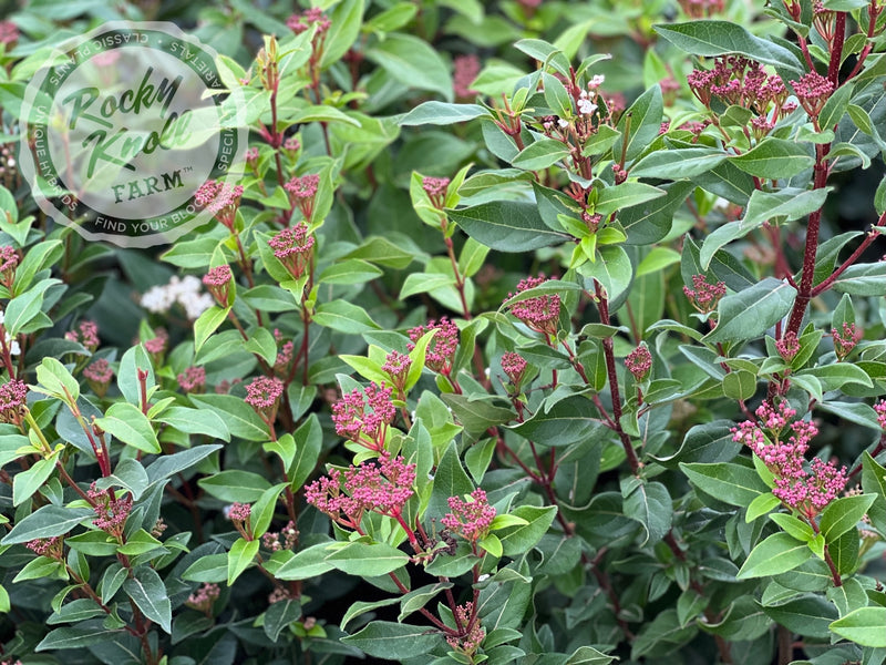 Viburnum tinus Spring Bouquet plant from Rocky Knoll Farm