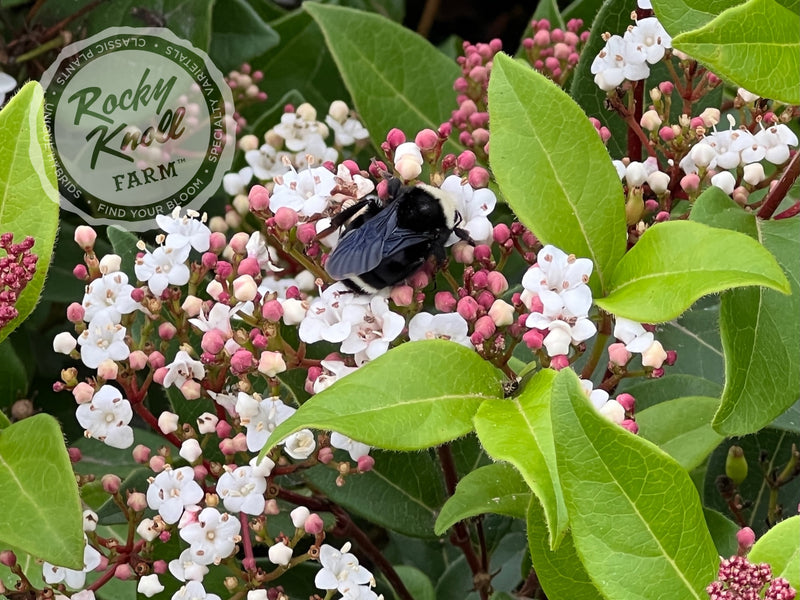 Viburnum tinus Spring Bouquet plant from Rocky Knoll Farm