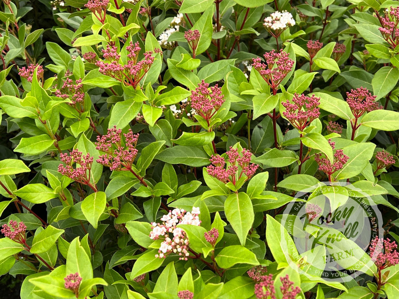 Viburnum tinus Spring Bouquet plant from Rocky Knoll Farm