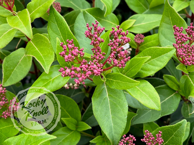 Viburnum tinus Spring Bouquet plant from Rocky Knoll Farm