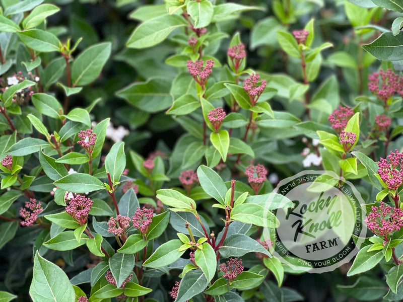 Viburnum tinus Spring Bouquet plant from Rocky Knoll Farm