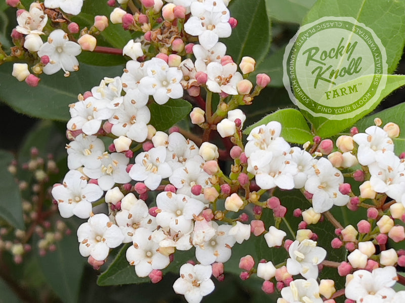 Viburnum tinus Spring Bouquet plant from Rocky Knoll Farm