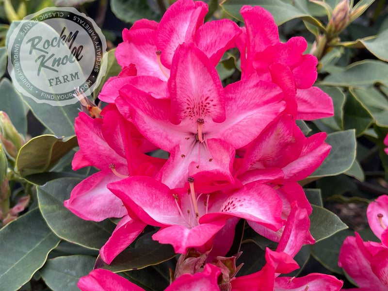 Vincent Van Gogh plant from Rocky Knoll Farm