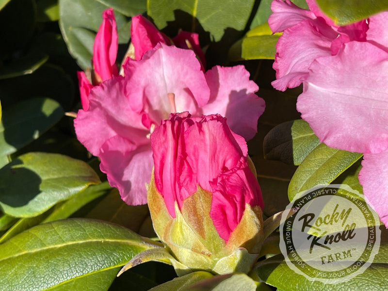 Vintage Rose plant from Rocky Knoll Farm