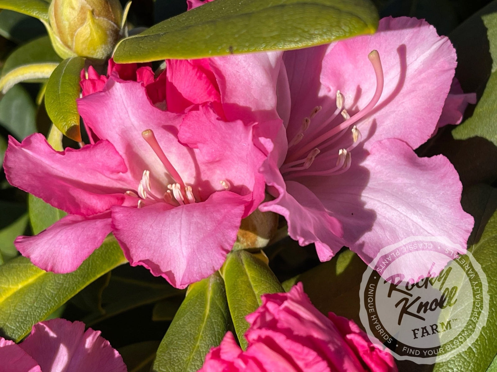 Vintage Rose - Rocky Knoll Farm