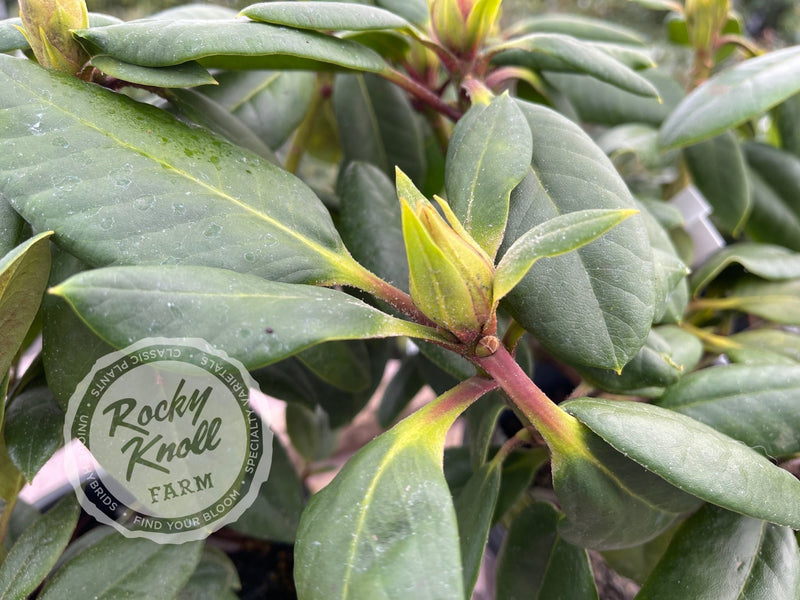 Virginia Richards plant from Rocky Knoll Farm