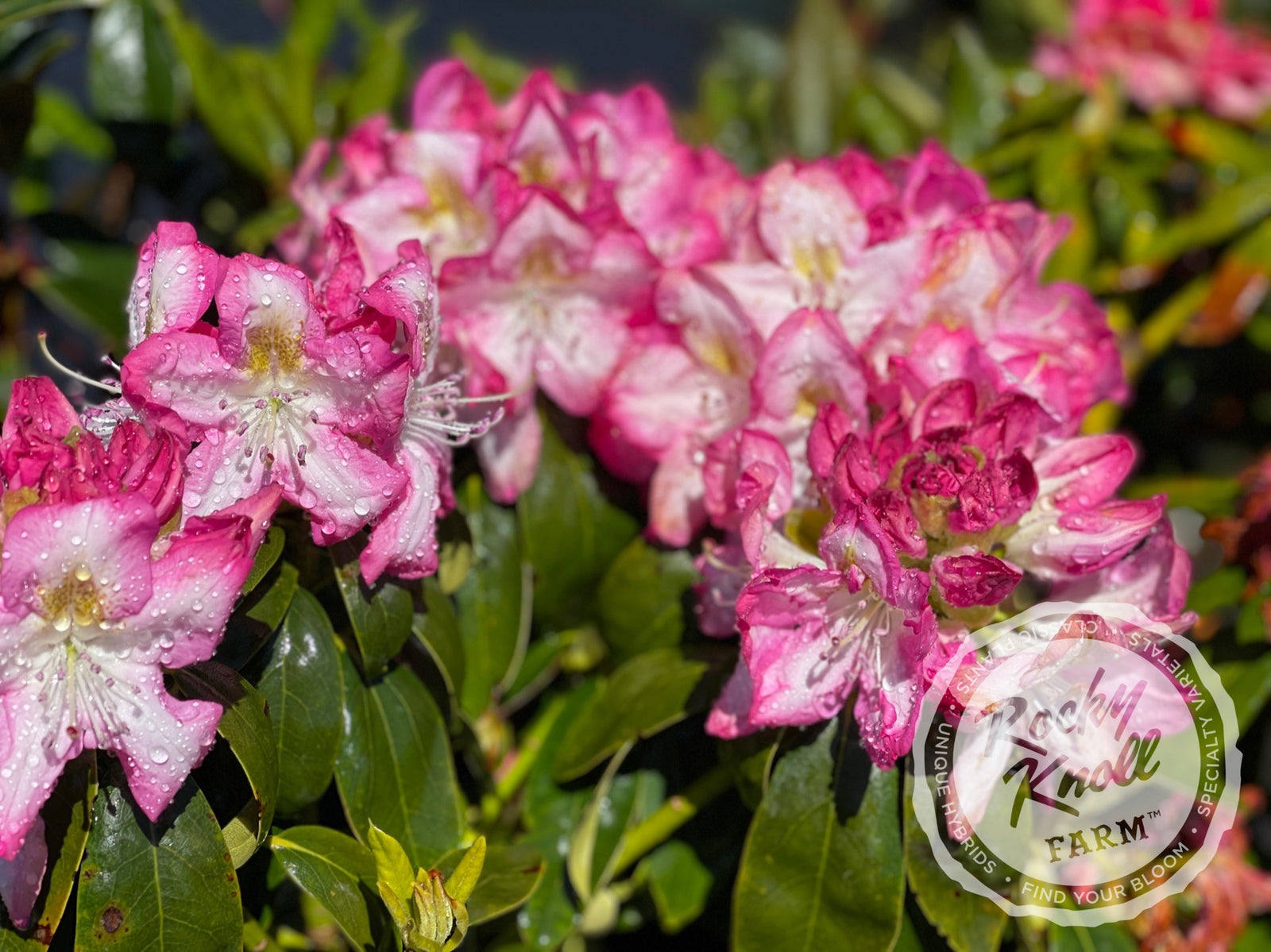 rhododendron virginia richards Virginia Richards